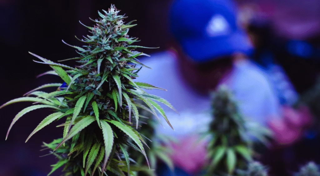 5starsstocks.com cannabis