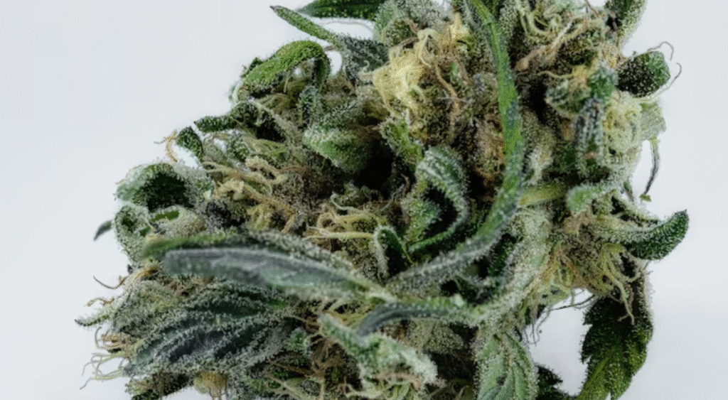 5starsstocks.com cannabis.