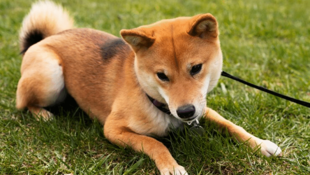 shiba budz