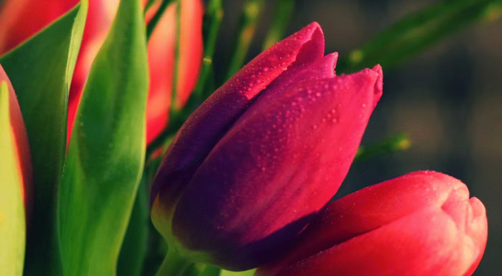 tulip victoria khaury.