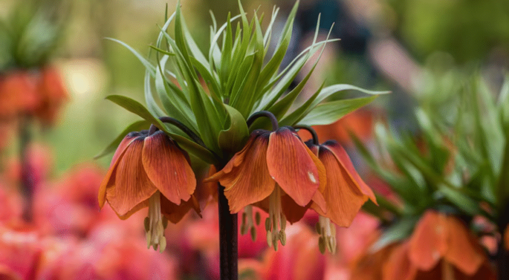 tulip victoria khaury.