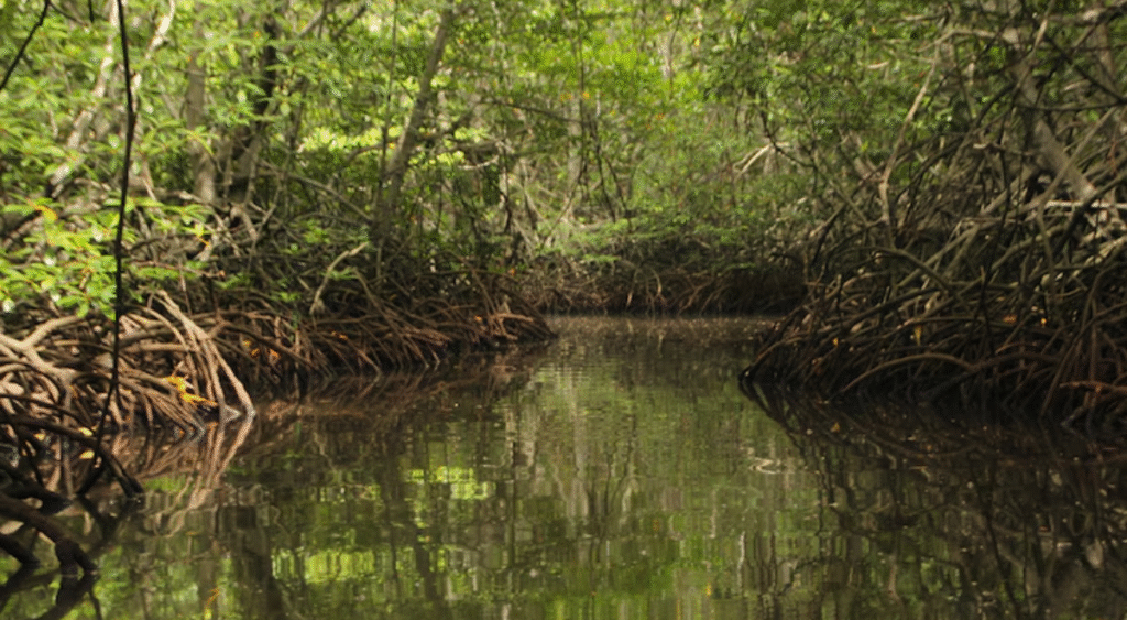 barb carter florida.