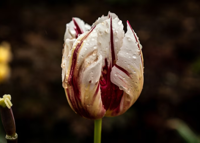 tulip victoria khaury