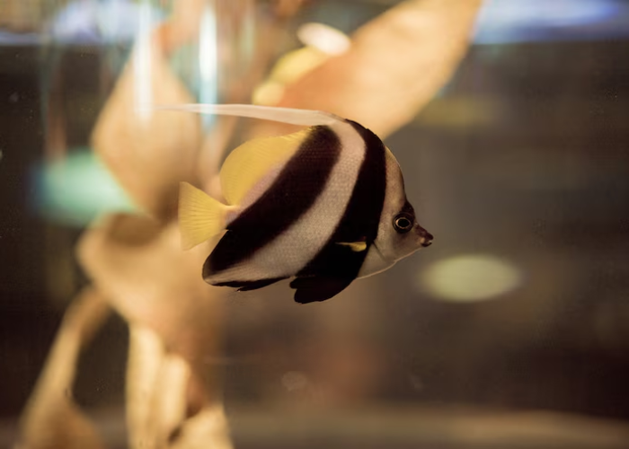 butterfly telescope fish